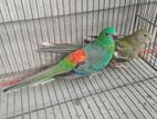 Red Rumped Parrot Master Pair