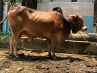 Red Shahi Awal bull Cow