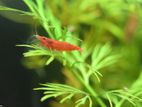 red shrimp