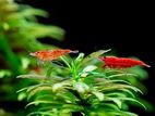 Red Shrimp