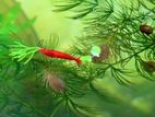 Red Shrimp । লাল চিংরি