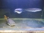 Red tail catfish big size 20 inch