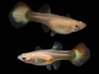 Red Tail platinium Guppy