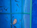 Red Tail Platinum Dumbo Ear Guppy