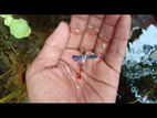 Red Tail Platinum Dumbo Ear Guppy (rtp)
