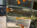 Red tail platinum for sell.aquarium fish