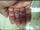 Red Tail Platinum Guppy ( Rtp)