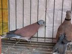 Red turtle dove ঘুঘু