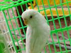 রেড আই অ্যালবিনো বাজিগর