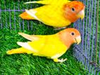 রেড আই হেড অপলাইন লাভবার্ড lovebird birds