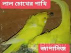 রেড আই জাপানিজ বাজারিগার