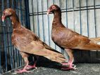 রেড ড্যানিশ নিউ এডাল্ট পেয়ার