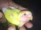 রেড হেড অপারলাইন এর বেবি