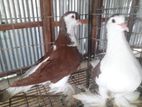 রেড লাহরি রানিং পেয়ার