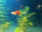 Redtail platinum guppy