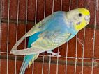 রেইনবো বাজরিগার Rainbow Budgerigar রানিং ফিমেল ও বাচ্চা