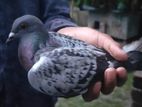 রেইসার কবুতর