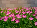 রেন লিলি Rain Lily