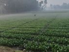 Rent agricultural land for firming/ mini warehouse/ others