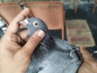 রেসার বাচ্চা