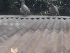 রেসার কবিতর