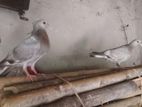 রেসার কবুতর এর বাচ্চা