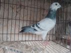 রেসার কবুতর
