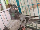রেসার কবুতর