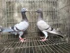 রেসার কবুতর