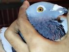 রেসার কবুতর (Racer pigeon)