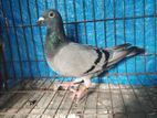 রেসার মাদি