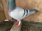 রেসার Male কবুতর