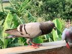রেসার নর Bird