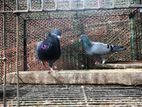 রেসার রানিং জোড়া সেল হবে...