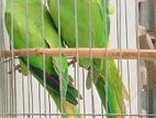 রিং নেট জোড়া বিক্রি হবে,