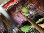 Ring neck Parrot for sale