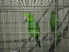 Ring neck Parrotlet Bird