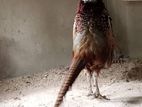 Ring necked pheasant