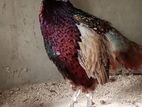 Ring necked pheasants