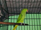 Ring Parot