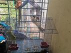 Ringnack Bird