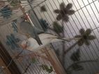 Ringneck Baby