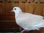 Ringneck Dove