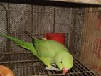 ringneck female