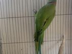 Ringneck Parrot
