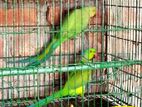 Ringneck parrot Adult pair for sell
