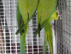 Ringneck parrot Bird