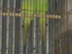 Ringneck parrot breeding pair