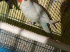 Ringneck Parrot Female