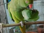 Ringneck parrot female